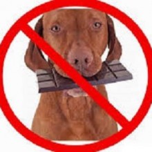 Evite: 11 alimentos não recomendados para cachorros