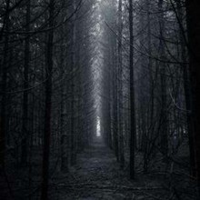 A misteriosa floresta do suicídio
