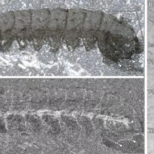 Fósseis semelhantes a insetos de 500 milhões de anos com sistemas nervosos preservados