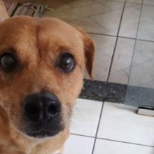 Cachorro destrói clínica veterinária após castração