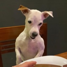 Cachorro fica indignado com o dono ao descobrir tamanho do seu hambúrguer