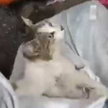 Garis encontram gato vivo dentro de saco de lixo