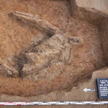 Enterro de cavalo do primeiro século desenterrado na Alemanha