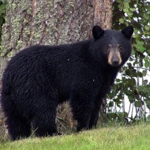 Mais de 1.200 ursos negros estão acordando em Connecticut.