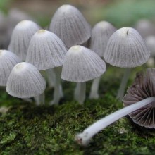 Ilha da Polinésia guarda um tesouro de biodiversidade de fungos