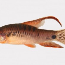Descobertas duas novas espécies de peixes no Brasil
