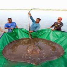 Arraia gigante de 4 metros é pescada por acidente em rio no Camboja