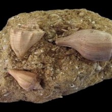 Os fósseis de moluscos: gastrópodes
