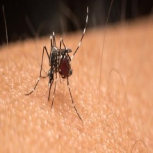 Saiba quais remédios não tomar em caso de suspeita de dengue