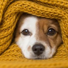 Cachorro sente frio? Veja 8 cuidados que seu pet precisa