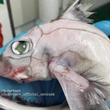 Pescador russo de águas profundas encontra um peixe-Frankenstein