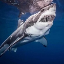 Tubarões-brancos podem ter colaborado na extinção do megalodonte