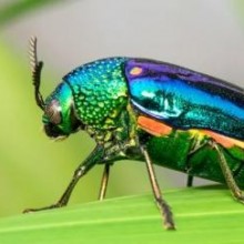 Por que a seleção natural pode favorecer a iridescência em alguns insetos?
