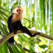 Governo do Rio Grande do Sul confirma segundo caso da varíola dos macacos
