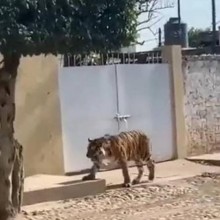 Tigre de bengala é flagrado andando nas ruas de uma cidade do México