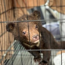 Filhotes de urso resgatados do comércio de animais selvagens no Vietnã
