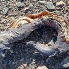 Criatura bizarra é encontrada na praia do Egito