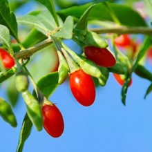 Conheça os 11 benefícios do Goji berry!