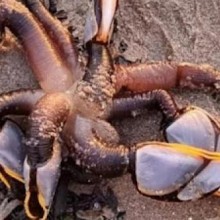 Criatura singular chama atenção de banhistas em praia no Reino Unido