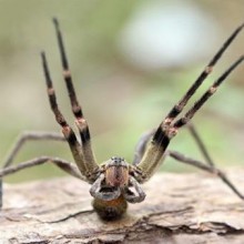 Todas as aranhas tem veneno? E quais são as mais perigosas do mundo e do Brasil?