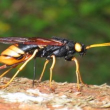 A Ordem dos insetos Hymenoptera: vespas, abelhas e formigas