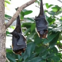 Morcegos: Veja mitos e fatos sobre esses mamíferos voadores