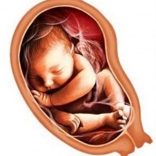 Desenvolvimento fetal: 37 semanas de gestação
