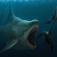 Megalodon: origem, história e curiosidades sobre o tubarão