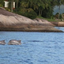 Exposição sobre golfinhos e baleias em Paraty, Rio de Janeiro