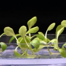 Fotossíntese artificial pode produzir alimentos sem sol