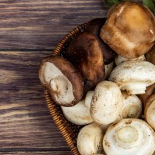 Como Cultivar cogumelos comestíveis para vender?