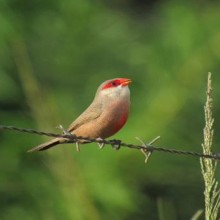 Bico-de-lacre: pequenos pássaros e suas curiosidades