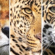 Qual a diferença entre onça-pintada, leopardo e guepardo?