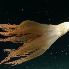 Criatura bizarra com tentáculos é encontrada no Oceano Pacífico; assista