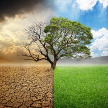 Por que não podemos simplesmente plantar árvores para limpar dióxido de carbono do ar?