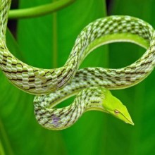 Conheça 9 espécies exóticas e belíssimas de cobras e serpentes