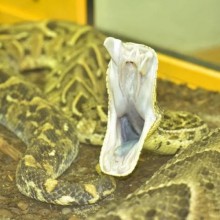 Veja 6 habilidades impressionantes que as cobras possuem