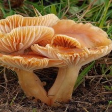 O cogumelo comestível chapéu-camurça-das-campinas