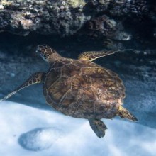 Espécies ameaçadas de extinção: tartaruga-verde