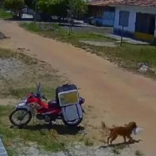 Cachorro ladrão rouba marmita de entregador