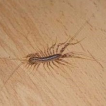 O porquê você não deve matar esse inseto quando o encontrar em sua casa