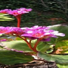 A planta perene begônia-de-inverno: características e cultivo