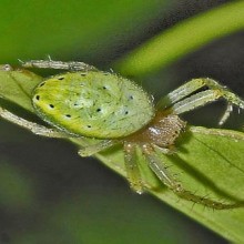 A aranha-tecedeira-verde: uma aranha parecida com folhas