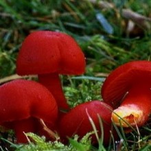 Os cogumelos do gênero Hygrocybe: comestíveis ou não