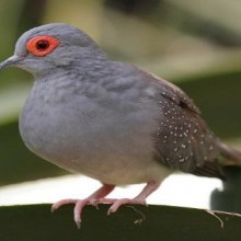 Pombos: as aves que conquistaram o ser humano