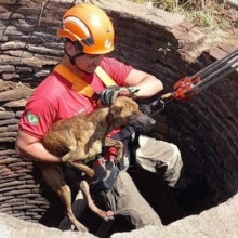 Cão é resgatado de cacimba de quinze metros de profundidade