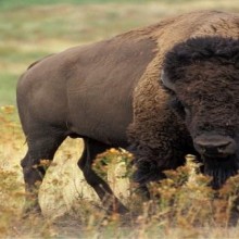 Espécies ameaçadas de extinção: bisão-americano