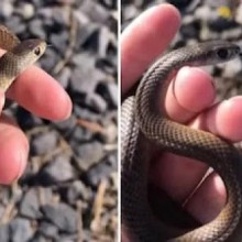 Menina de onze anos pega uma das cobras mais perigosas do mundo nas mãos sem saber