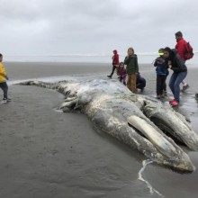 População de baleias cinzentas no oeste dos EUA continua a diminuir