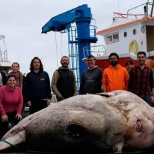 Peixe-lua gigante bate recorde mundial de peixe mais pesado